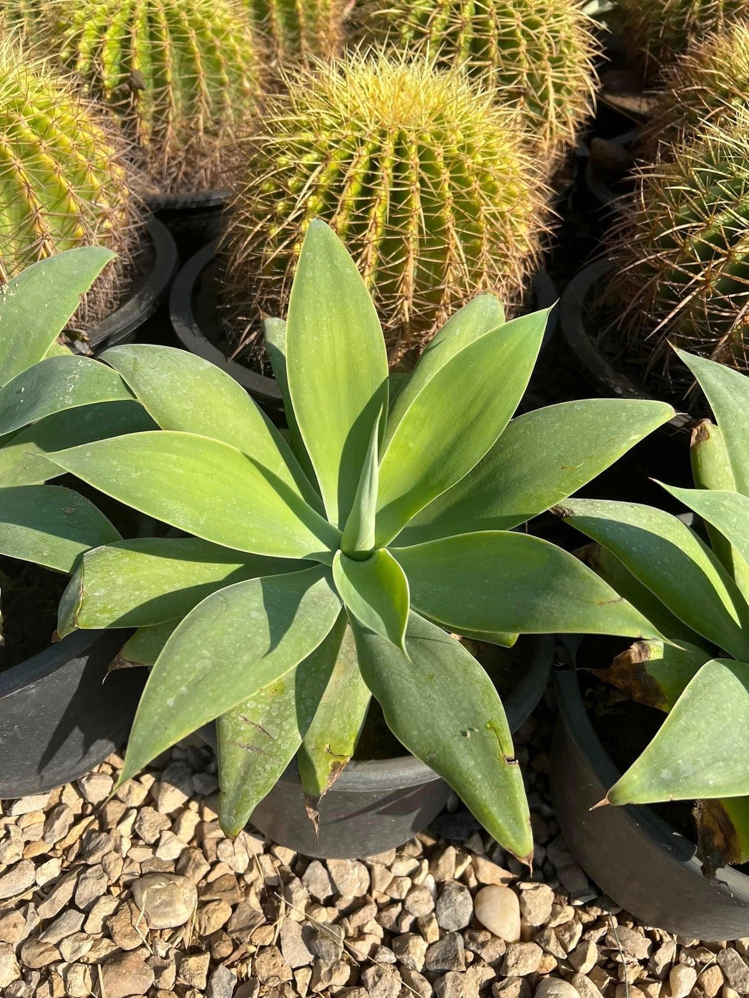 Garden Plants