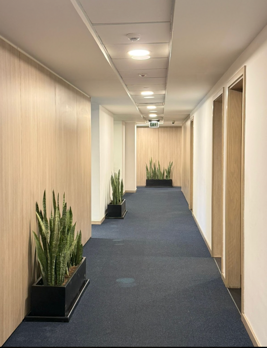 Best plants for the office