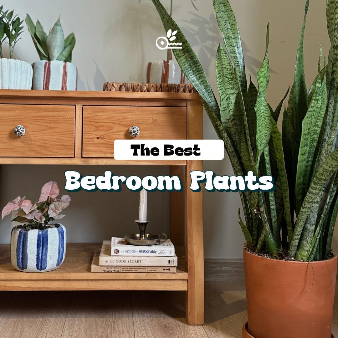 Bedroom Plants