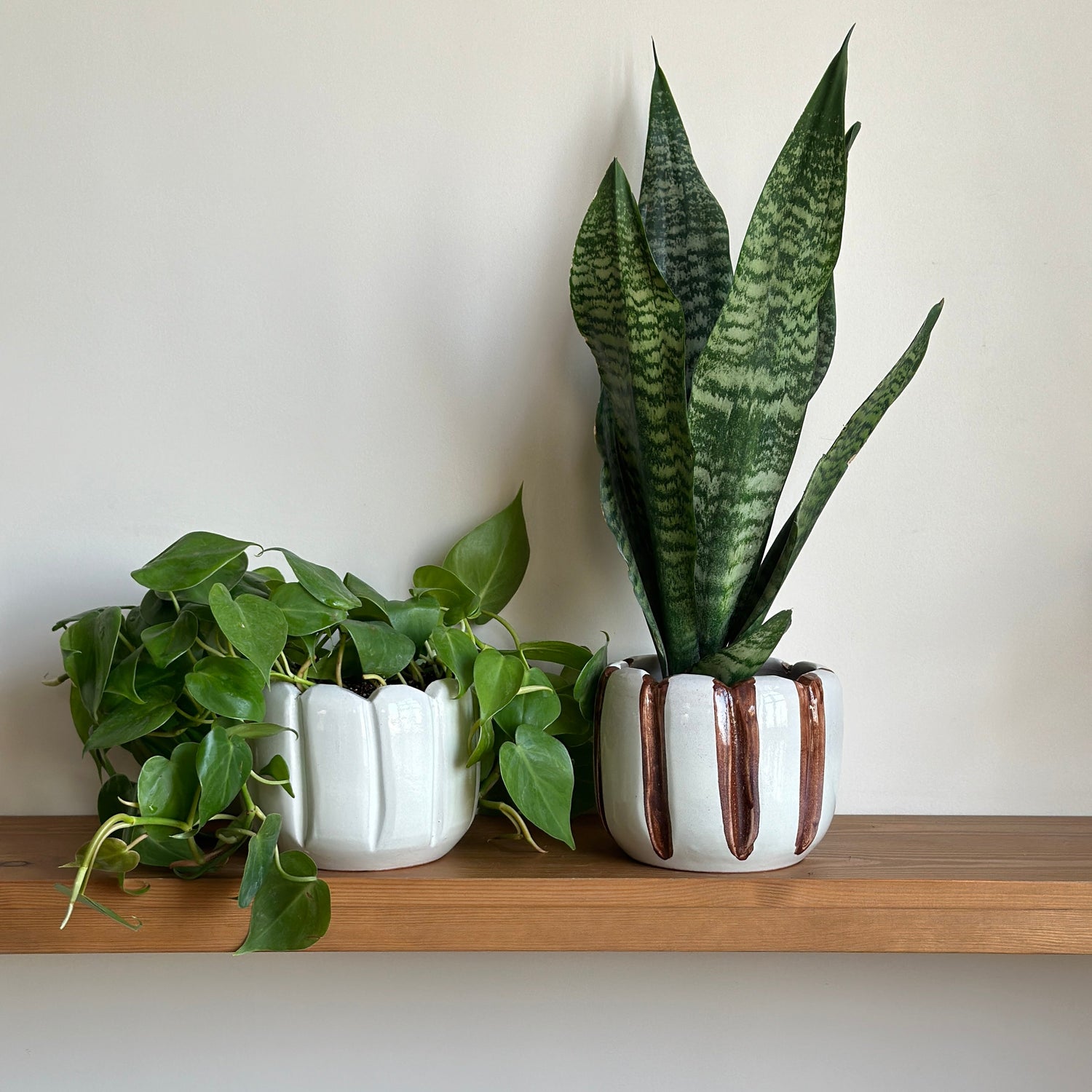 Potted Plants for Easy Living
