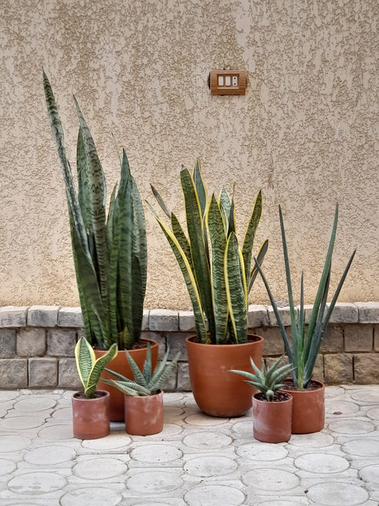 Snake Plant Family Bundle