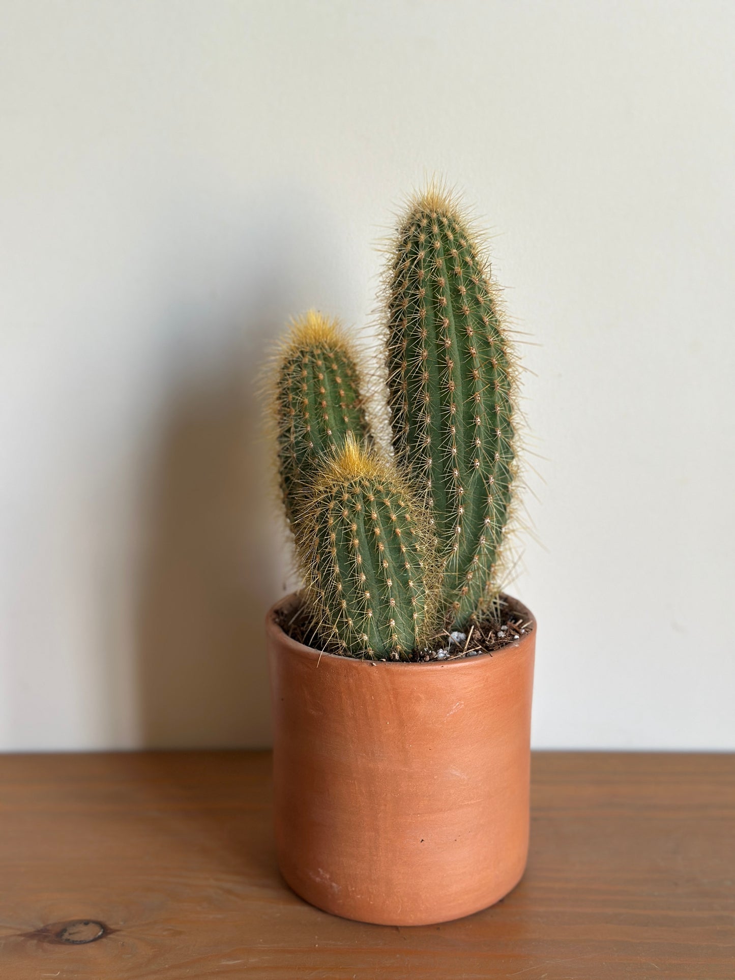 Silver Torch Cactus