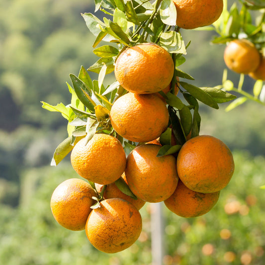 Dwarf Orange Tree