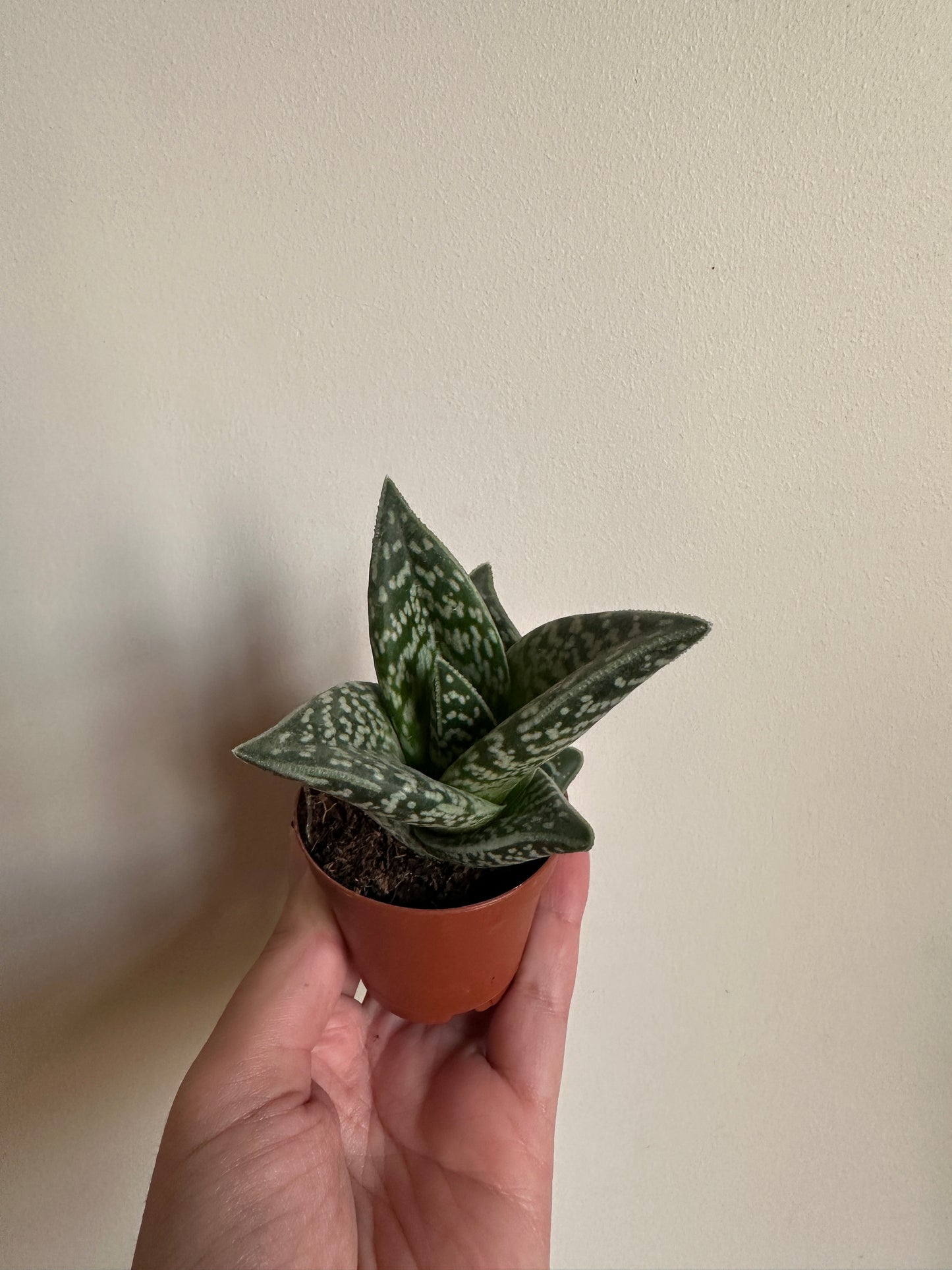 Tiger Aloe