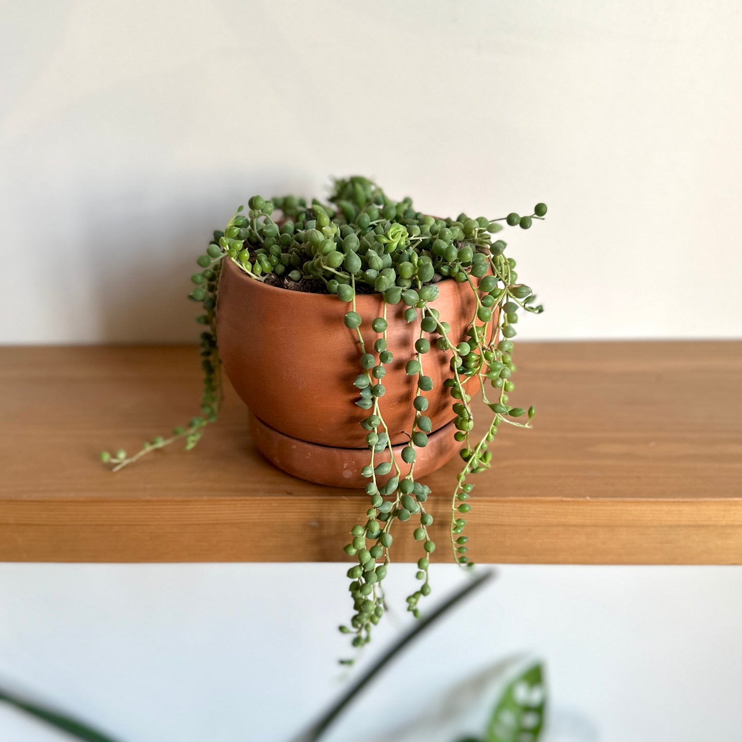 String of Pearls in "Shay" Clay Planter -12 cm