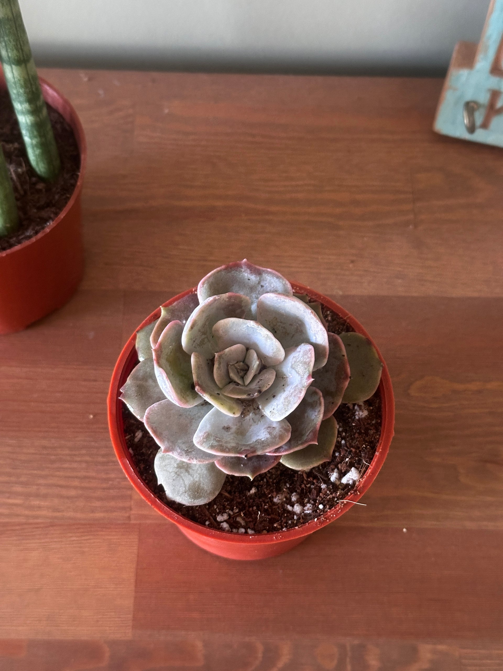 mexican rose succulent Mexican Rose – Kaynuna.co