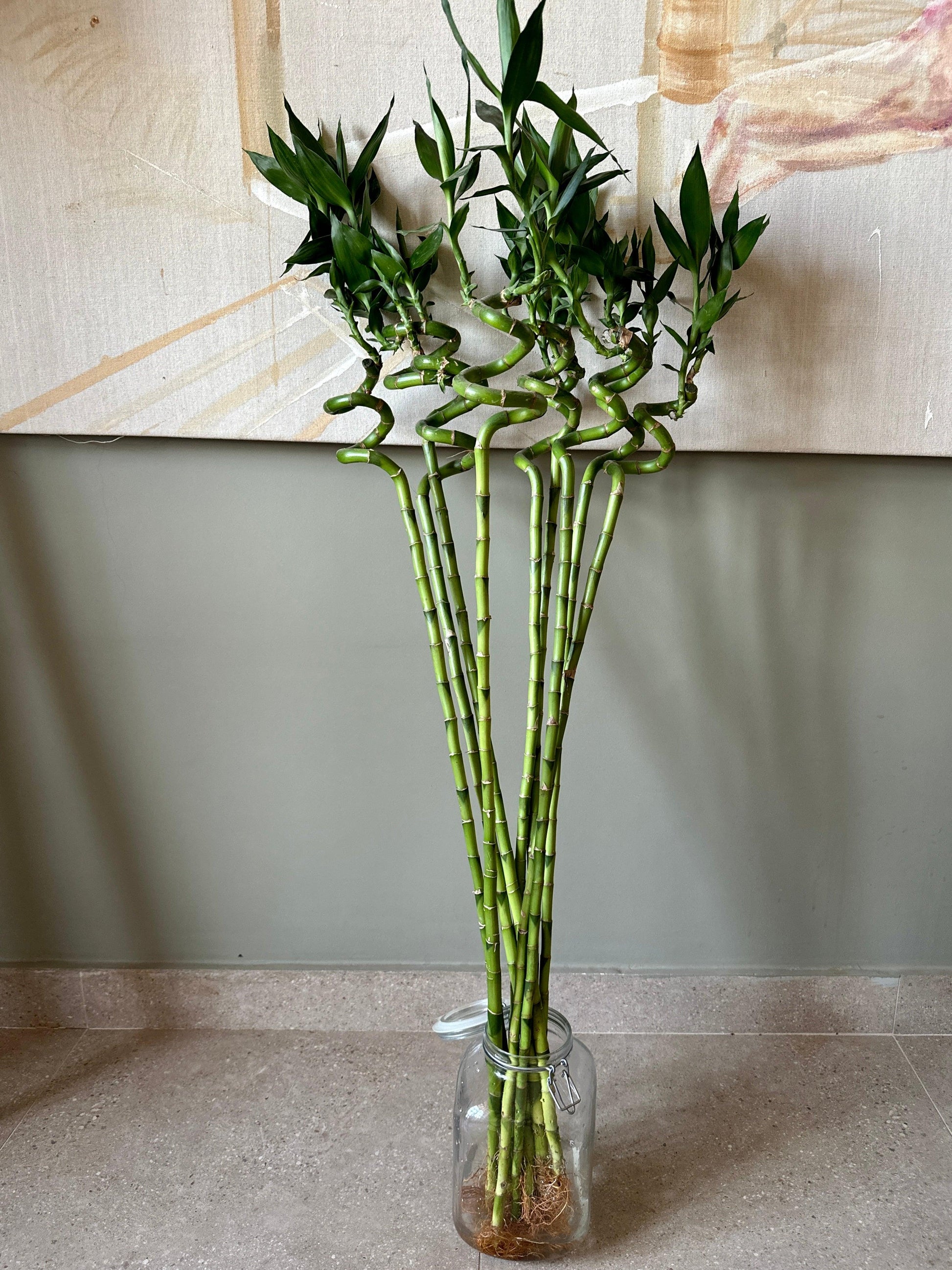 lucky bamboo seeds for sale Lucky Bamboo Sticks (Dracaena Sanderiana)