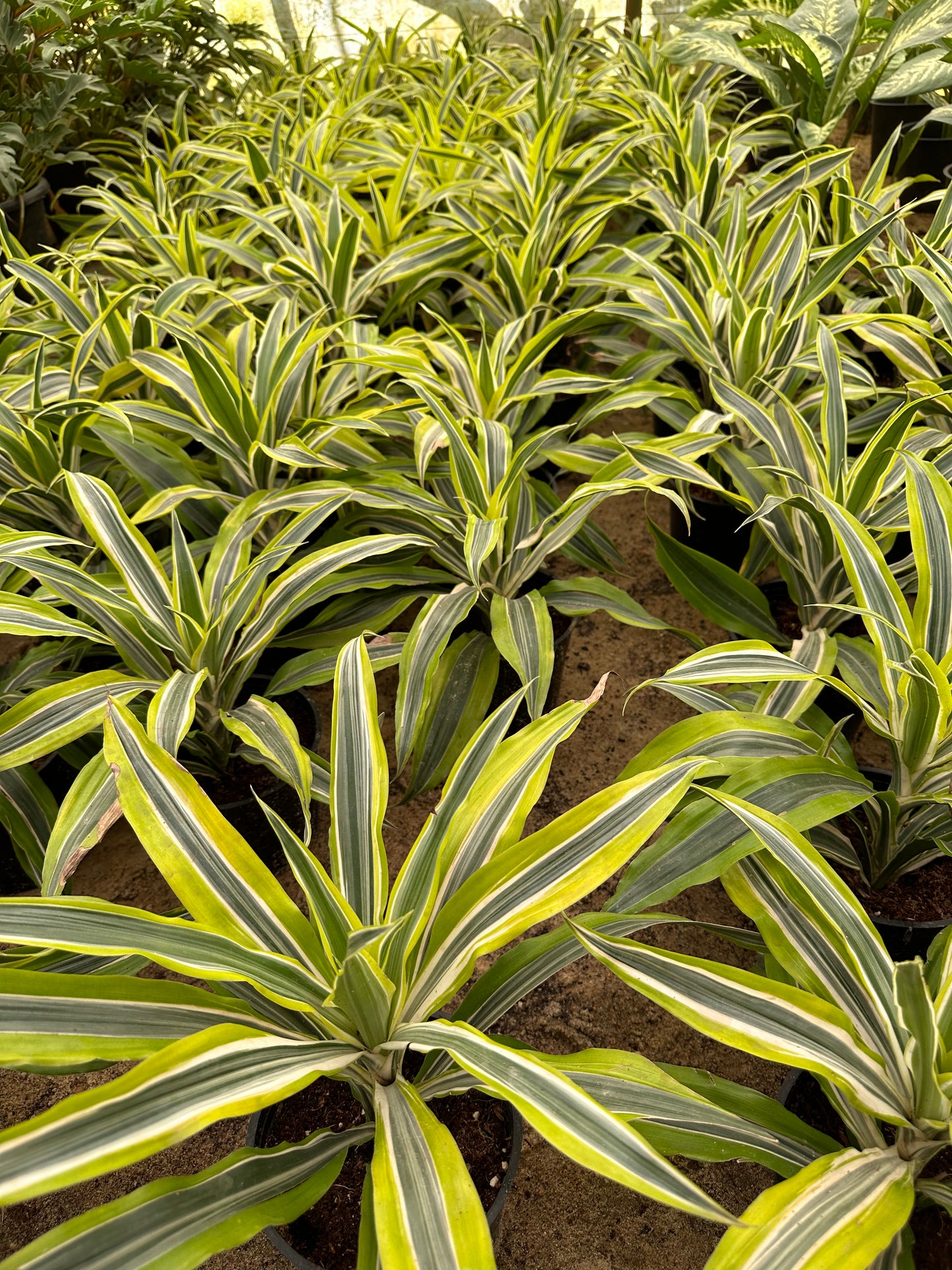 Lemon Surprise - Dracaena fragrans