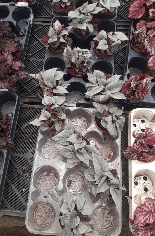 Painted-leaf Begonia - Silver
