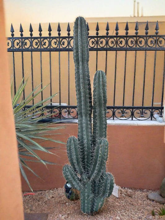 Bilberry Cactus