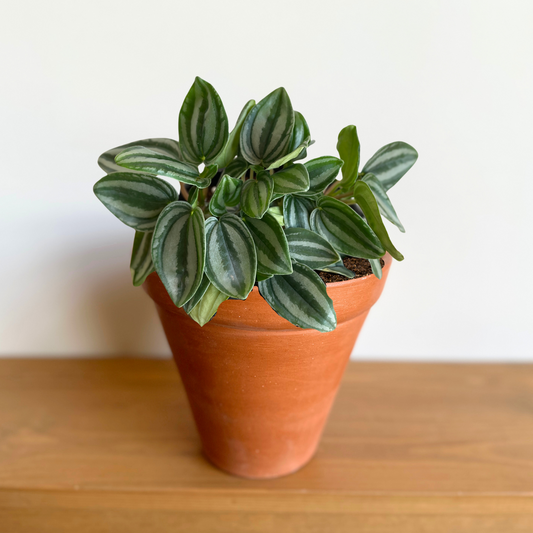 Watermelon Peperomia in "Traditional" Clay Pot