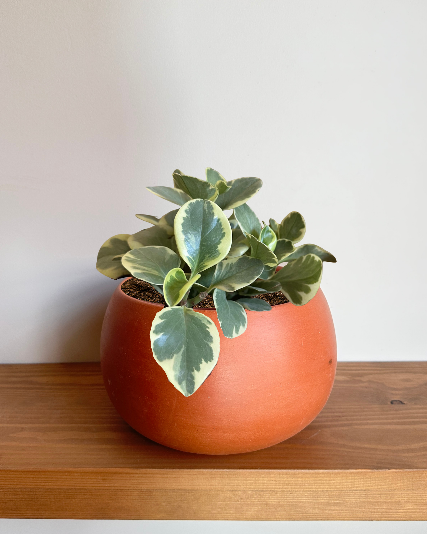 Peperomia Yelllow in "Shay" Clay Pot