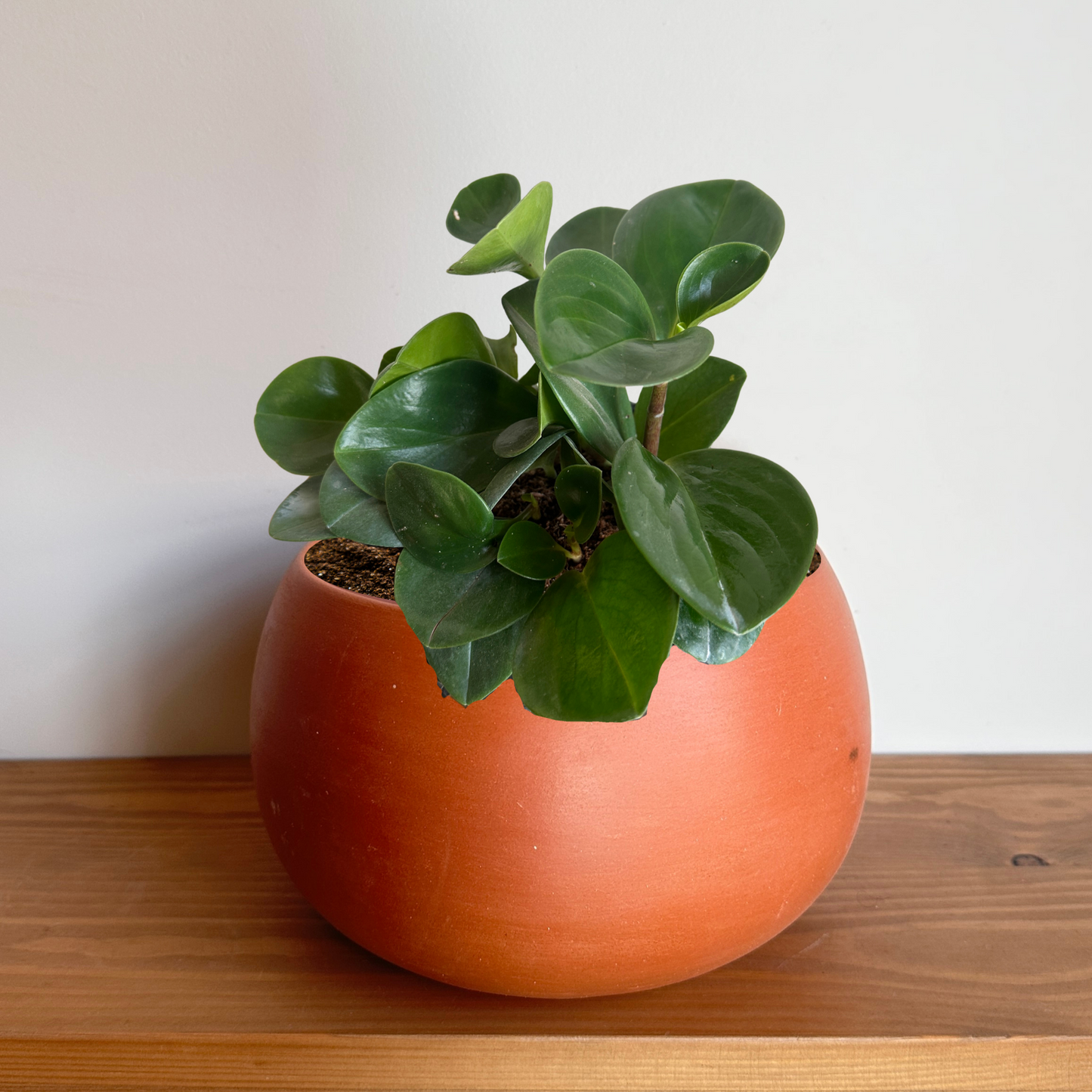 Peperomia Green in "Shay" Clay Pot