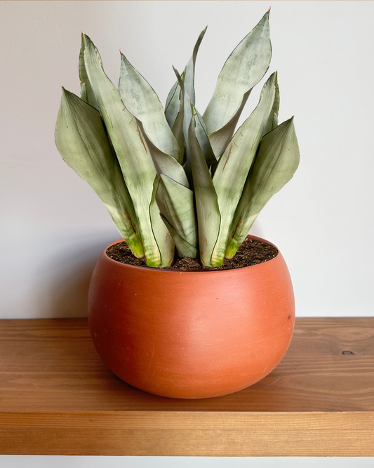 Moonshine in “Shay” Clay Pot