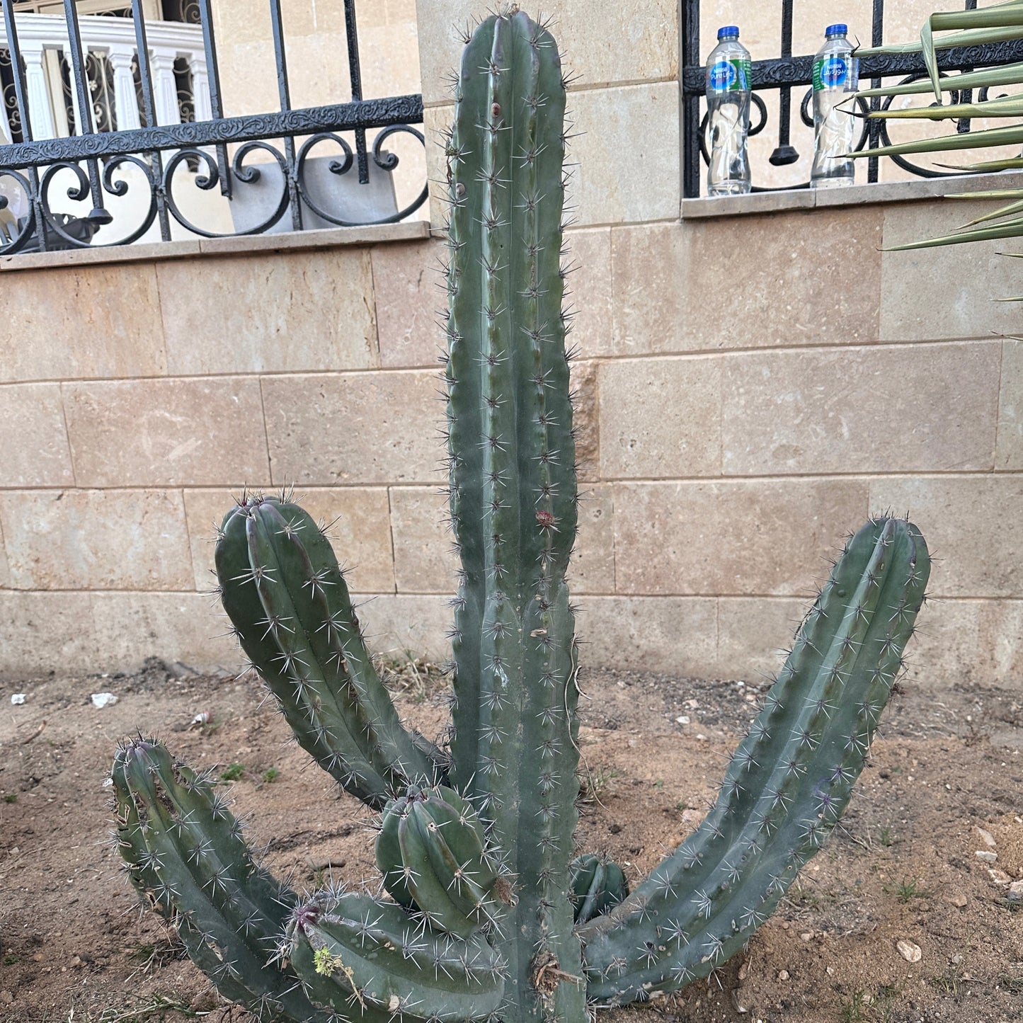 Bilberry Cactus