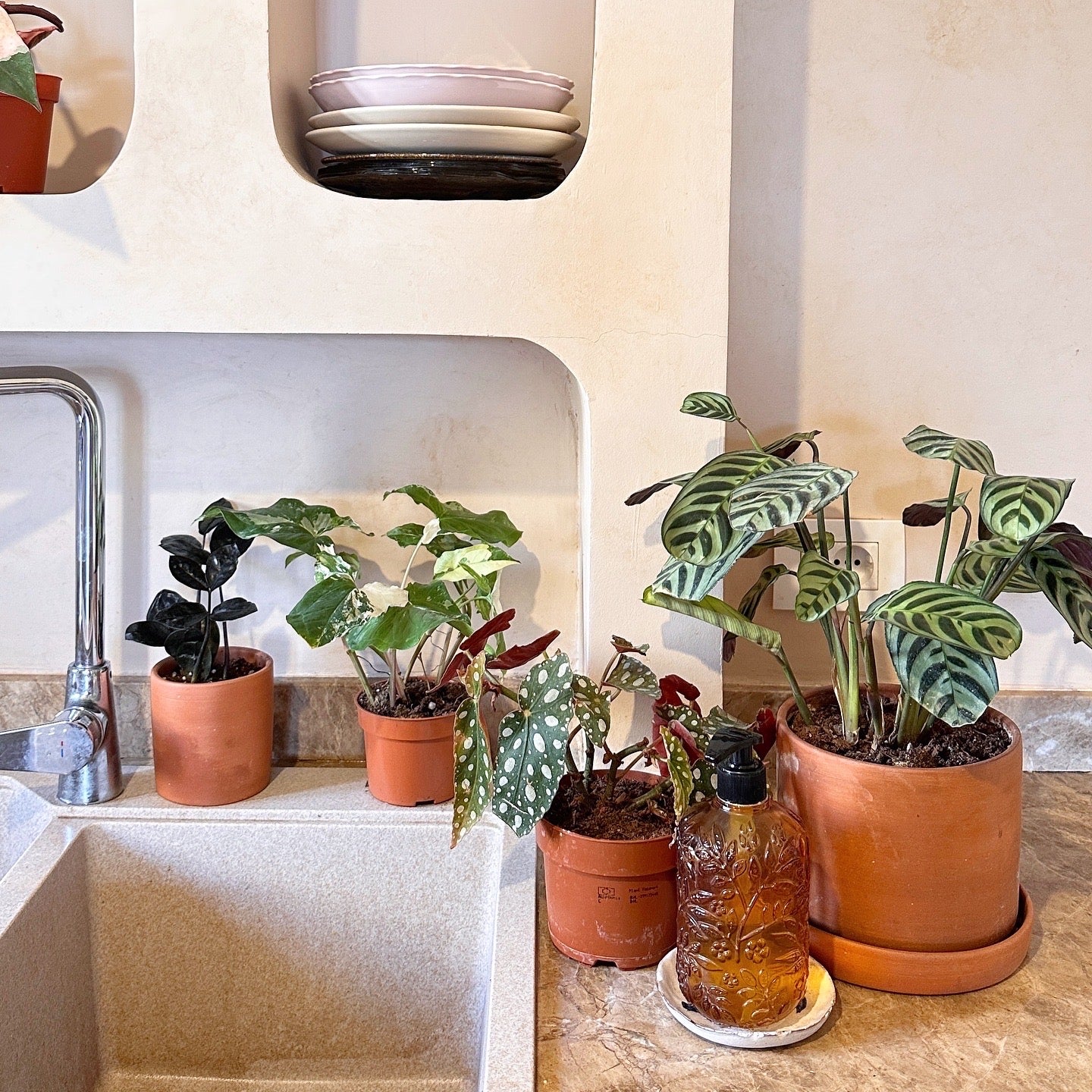 Plant Doctor Home Visit