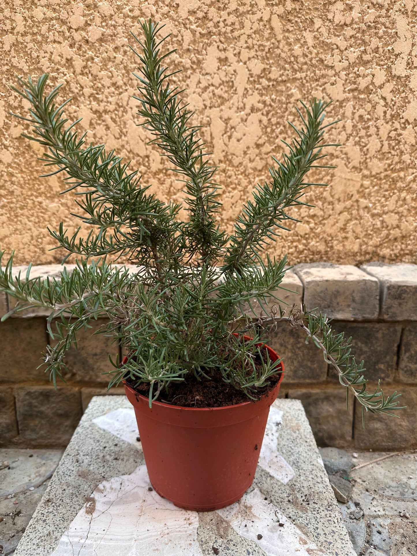 Rosemary Herb