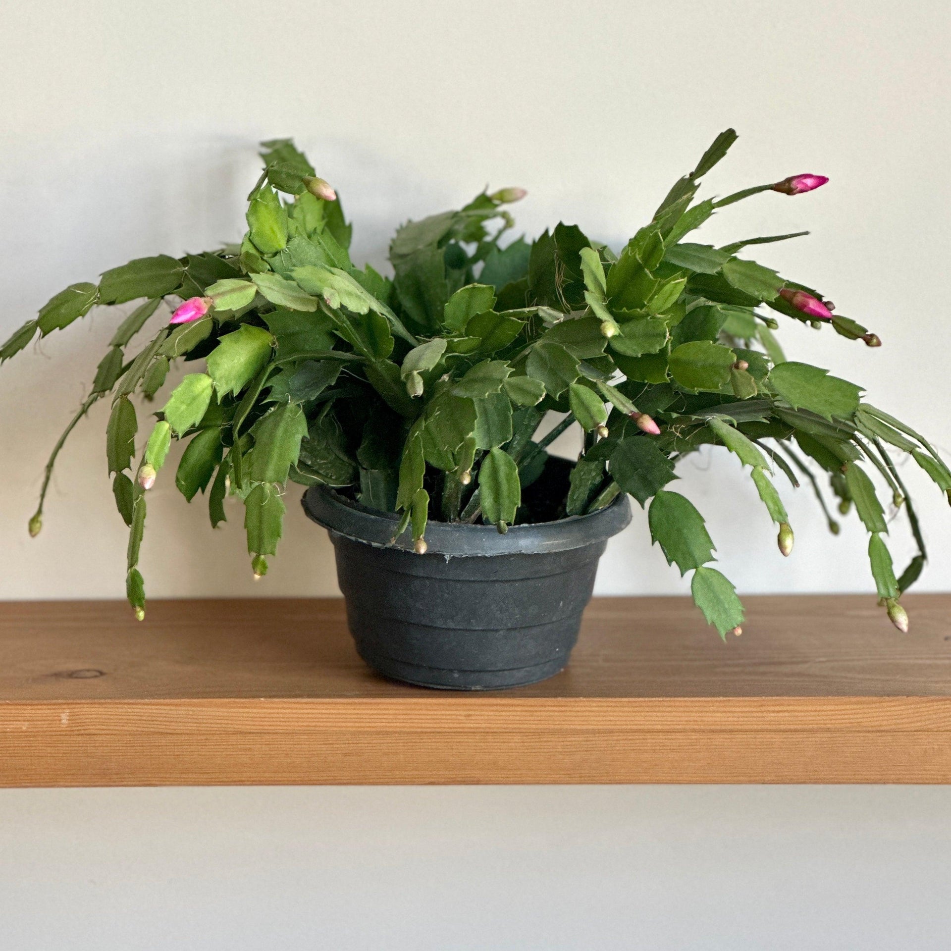 christmas cactus plants indoor Christmas Cactus