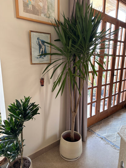 Madagascar Dragon Tree