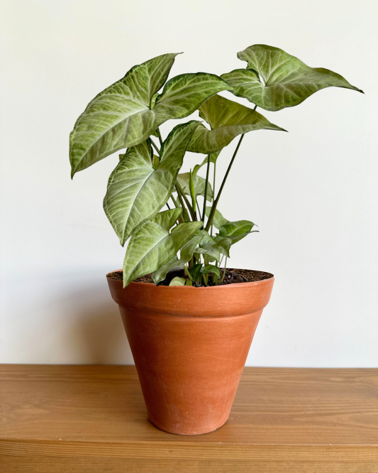 Arrowhead in "Traditional" Clay Pot