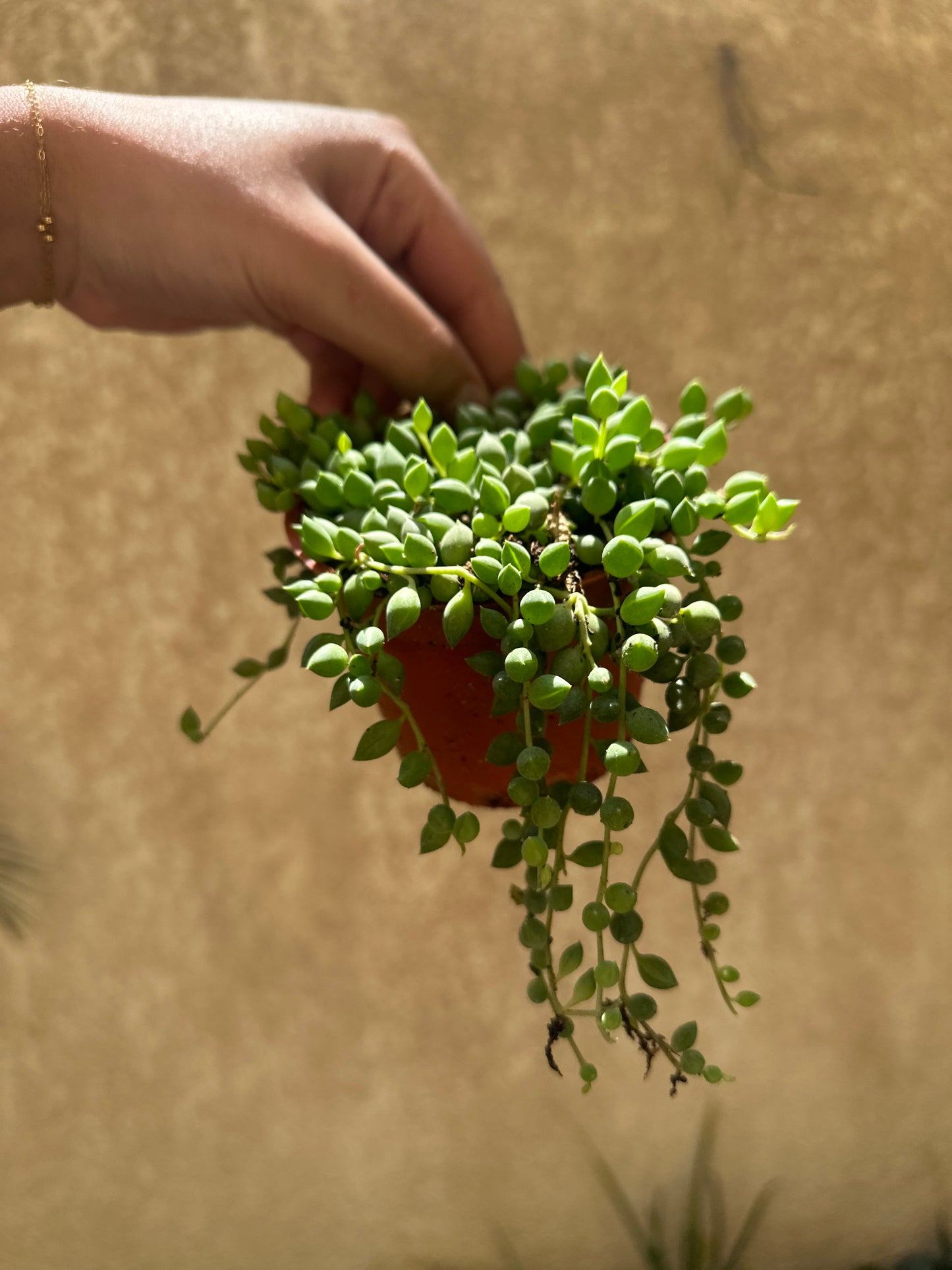 String of Pearls