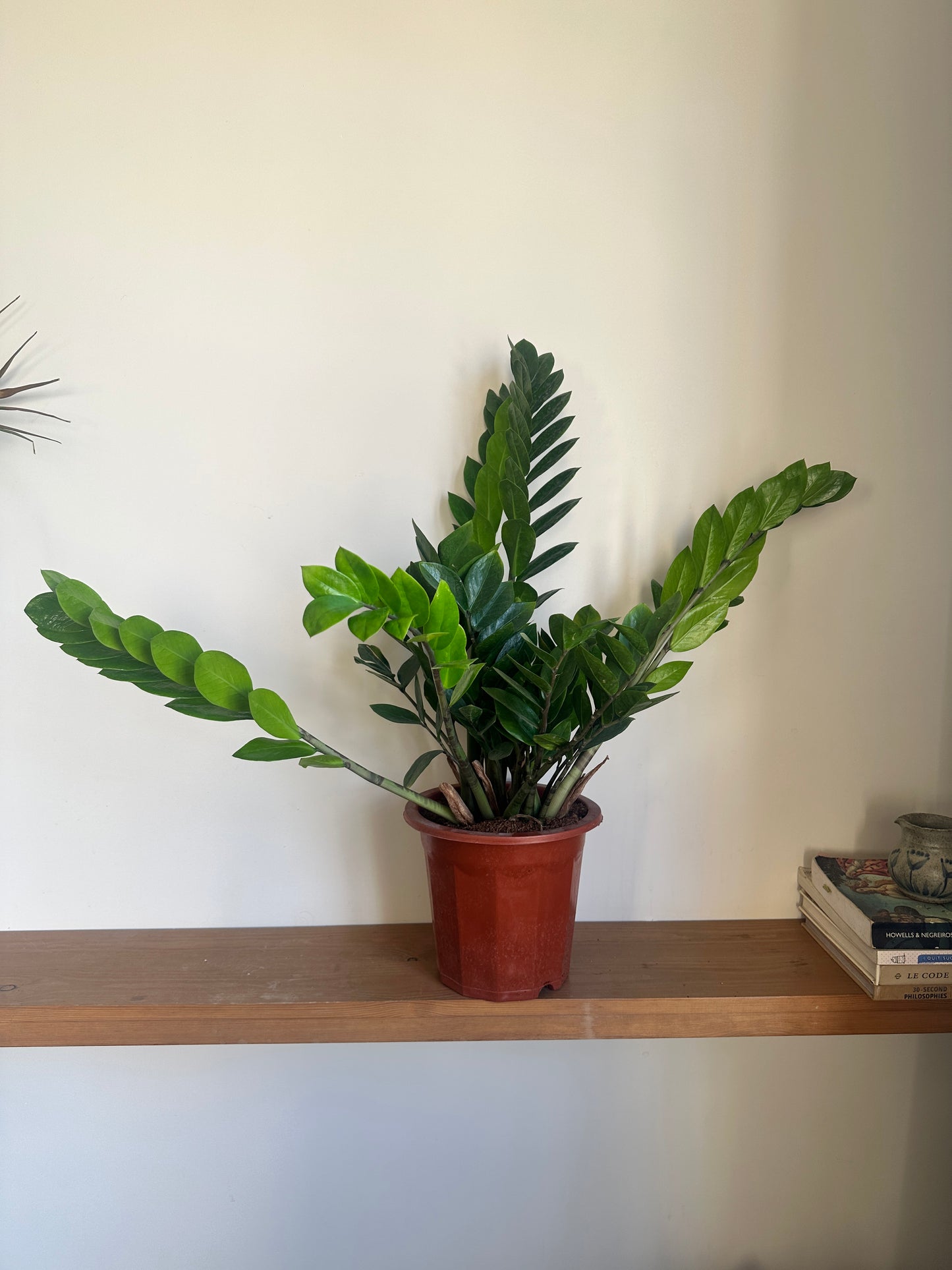 ZZ Plant