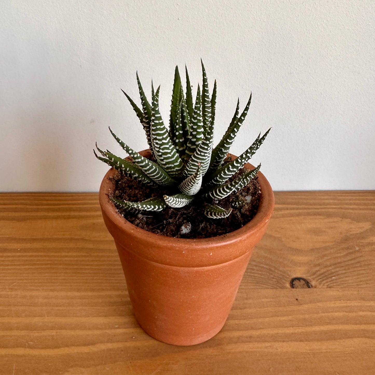 Zebra Succulent in Clay Pot