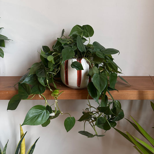 Heartleaf  Philodendron in Stripes ceramic pot