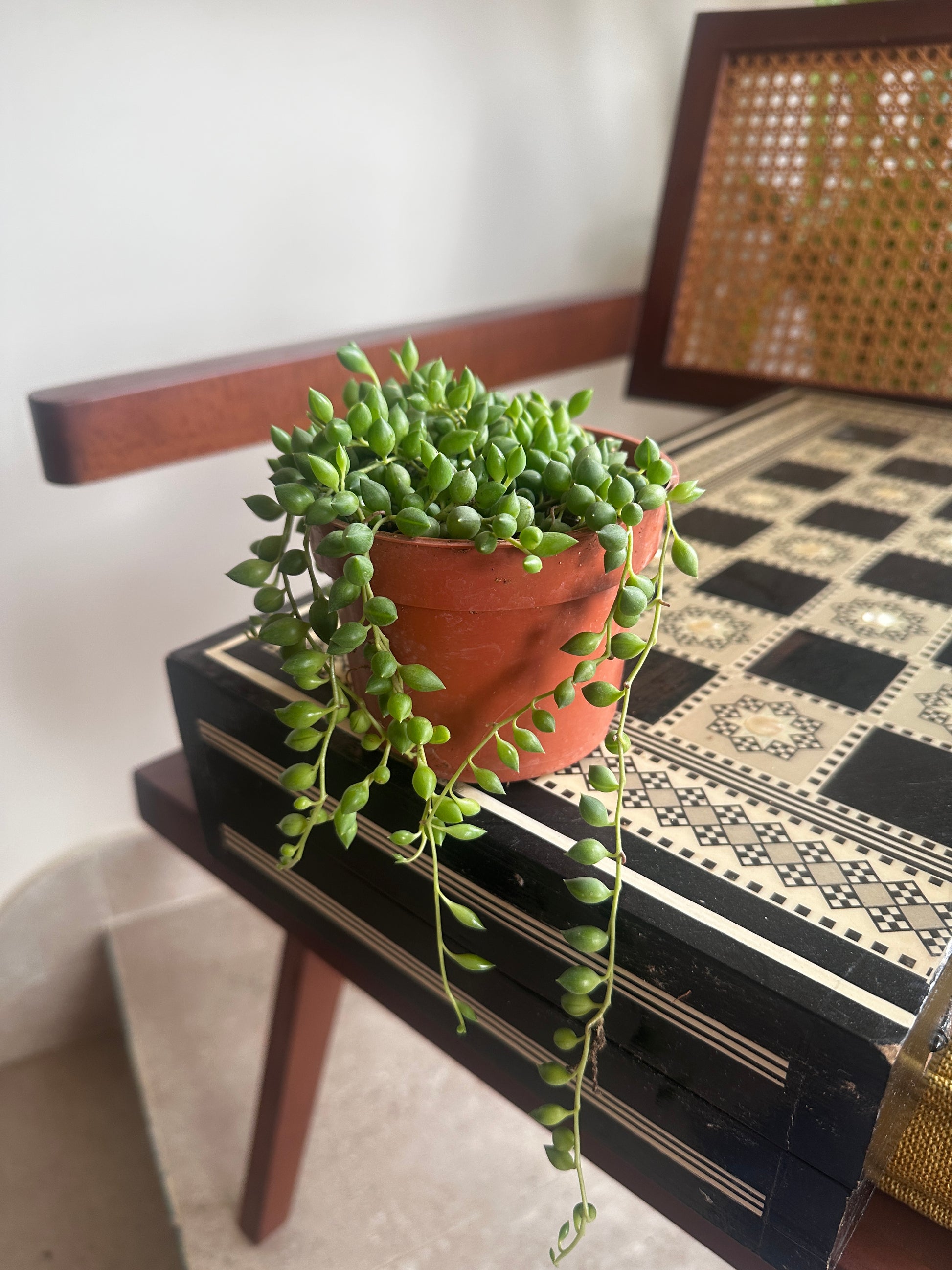 donkey tail string of pearls succulent plant String of Pearls Succulent | Trailing Plant for Indoors