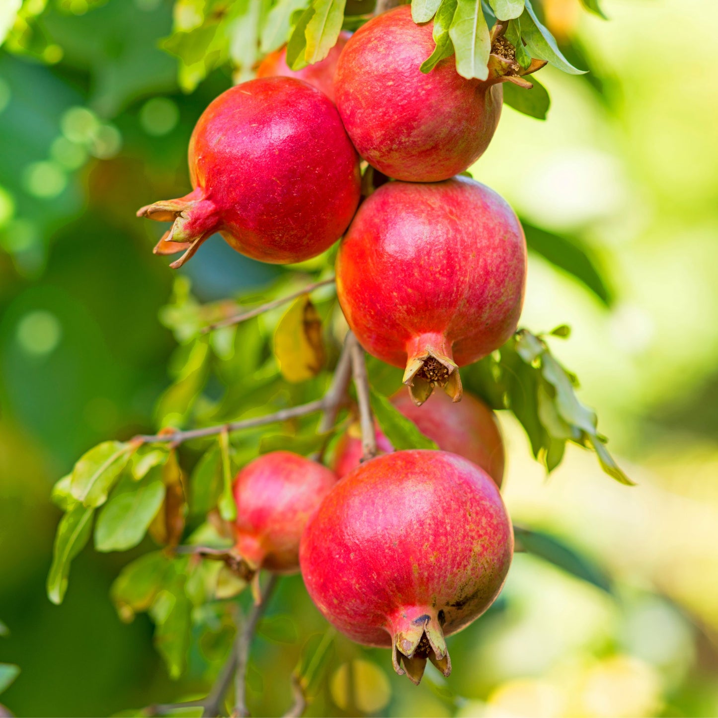 Pomegranate