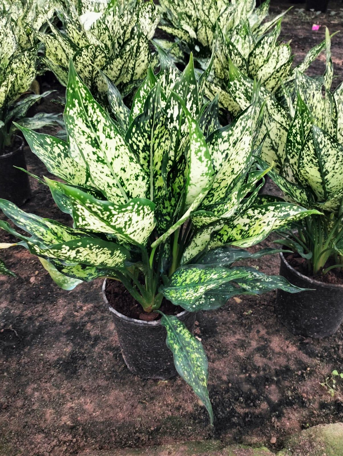 Aglaonema 'Snowflake'