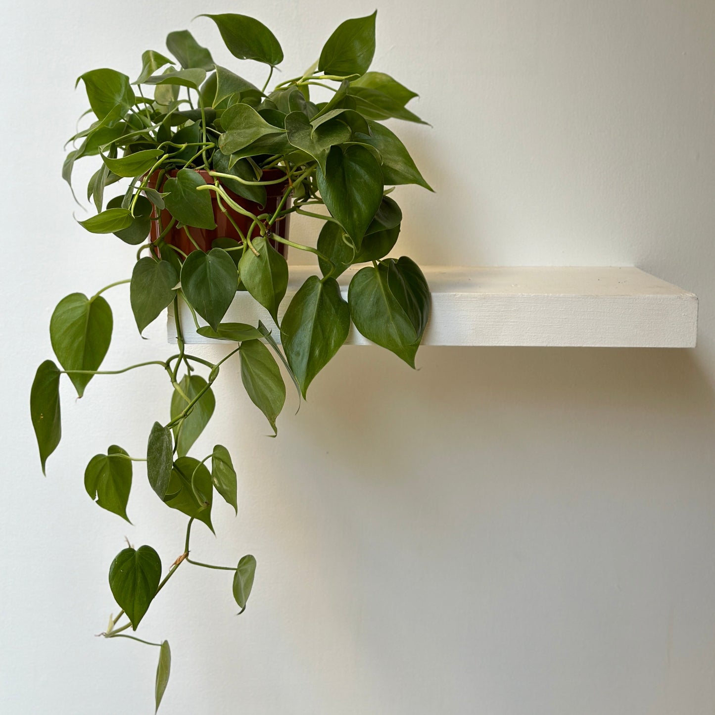 Heartleaf  Philodendron