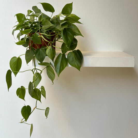 Heartleaf  Philodendron