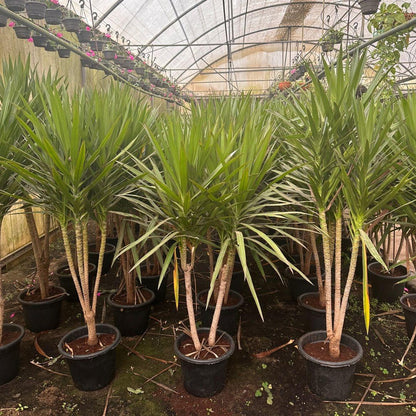 Madagascar Dragon Tree