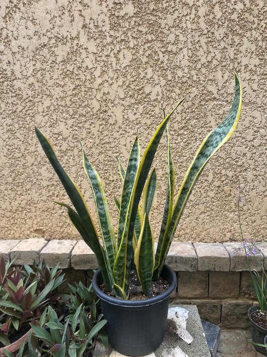 Snake Plant - outdoor