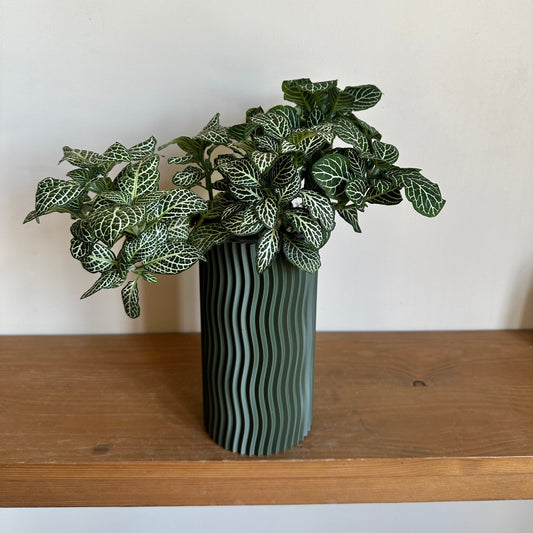 White Nerve in self-watering pot