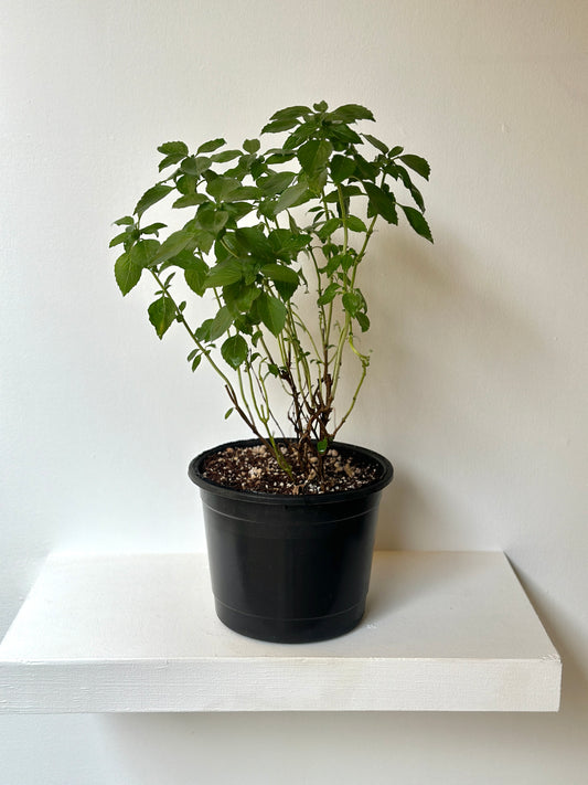 Egyptian Basil Herb