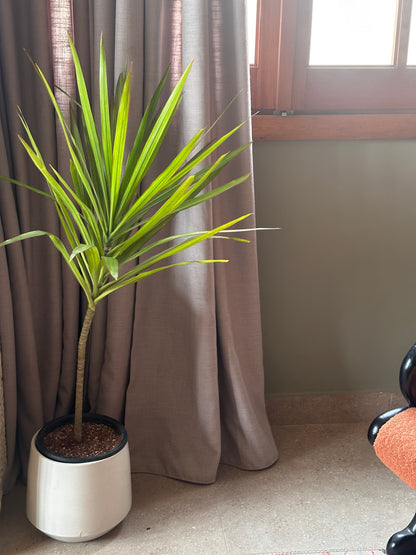 Madagascar Dragon Tree