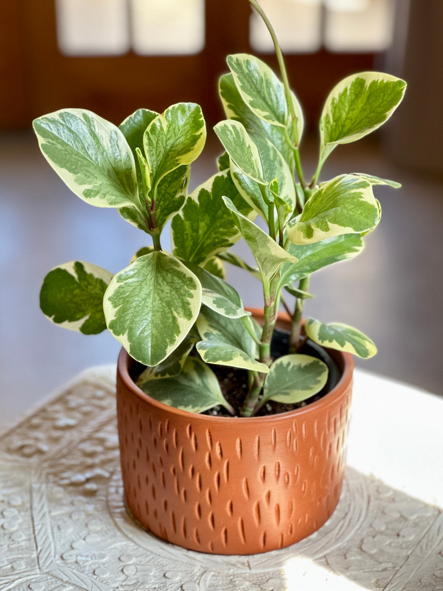 Peperomia Yellow in “Thut” Clay Planter