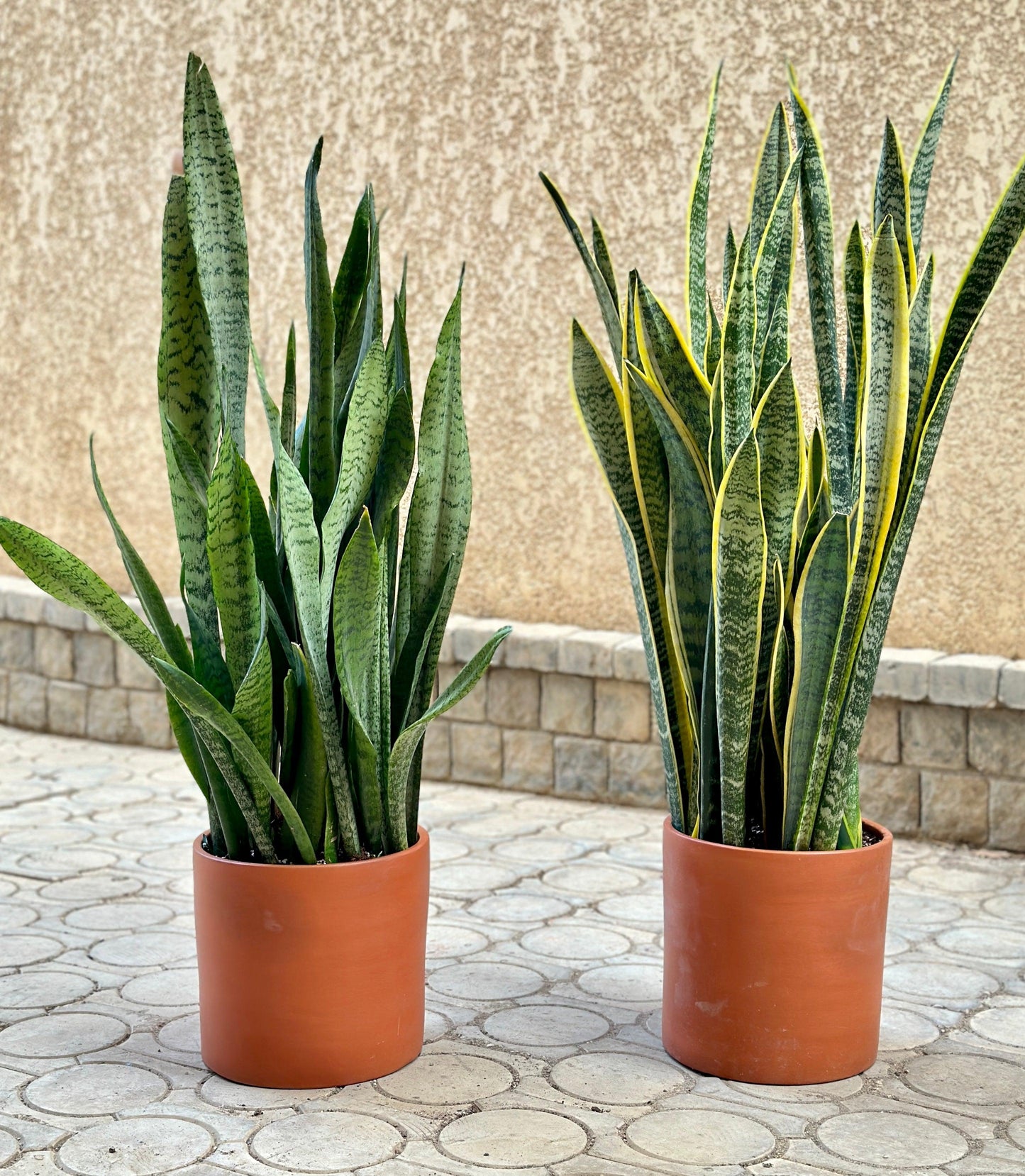 Snake Plant Bundle