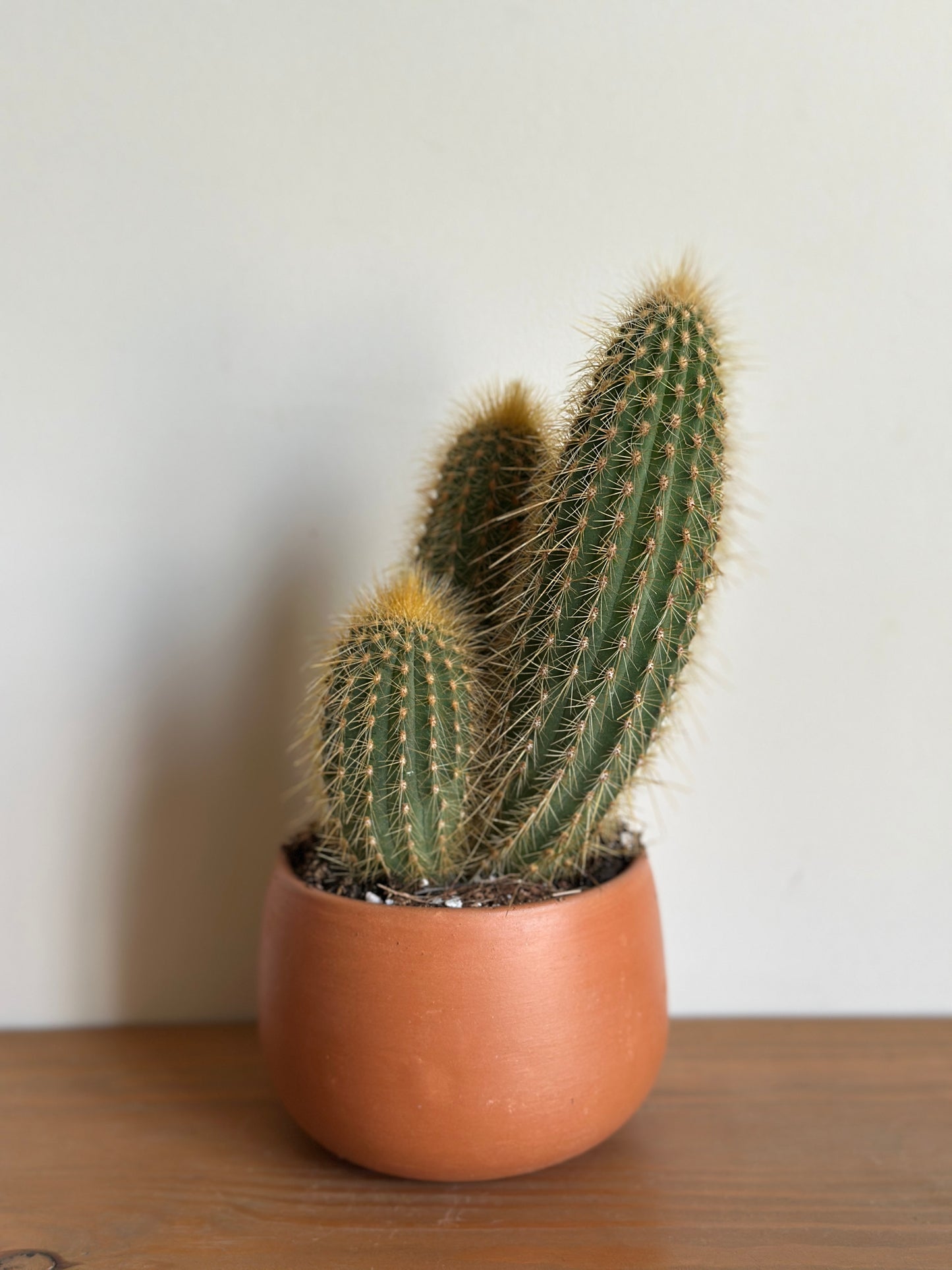 Silver Torch Cactus