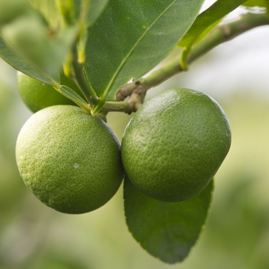 Dwarf Lime Tree