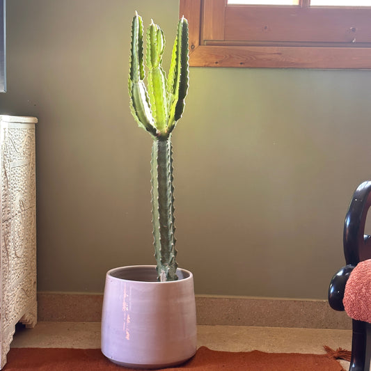 Candelabra Cactus