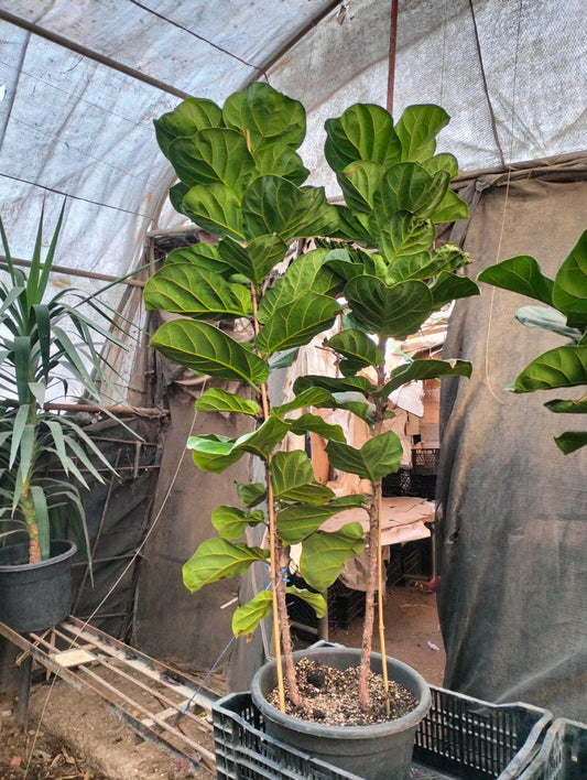 Fiddle Leaf Fig - Ficus lyrata