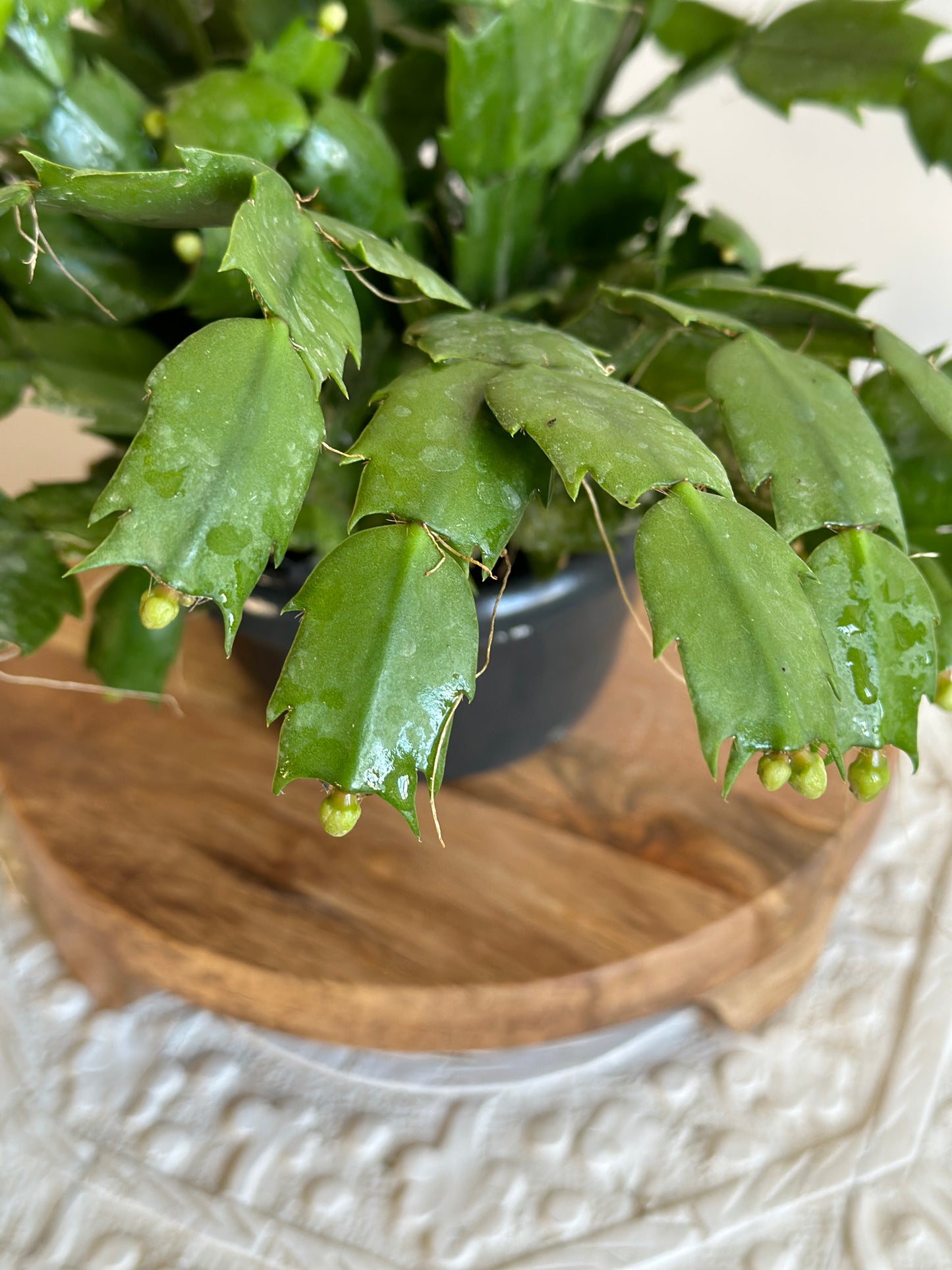 Christmas Cactus