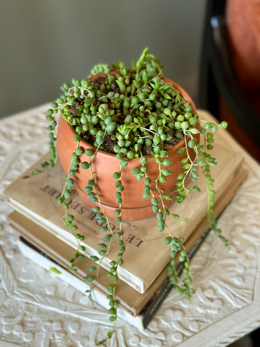 String of Pearls in "Shay" Clay Planter -12 cm