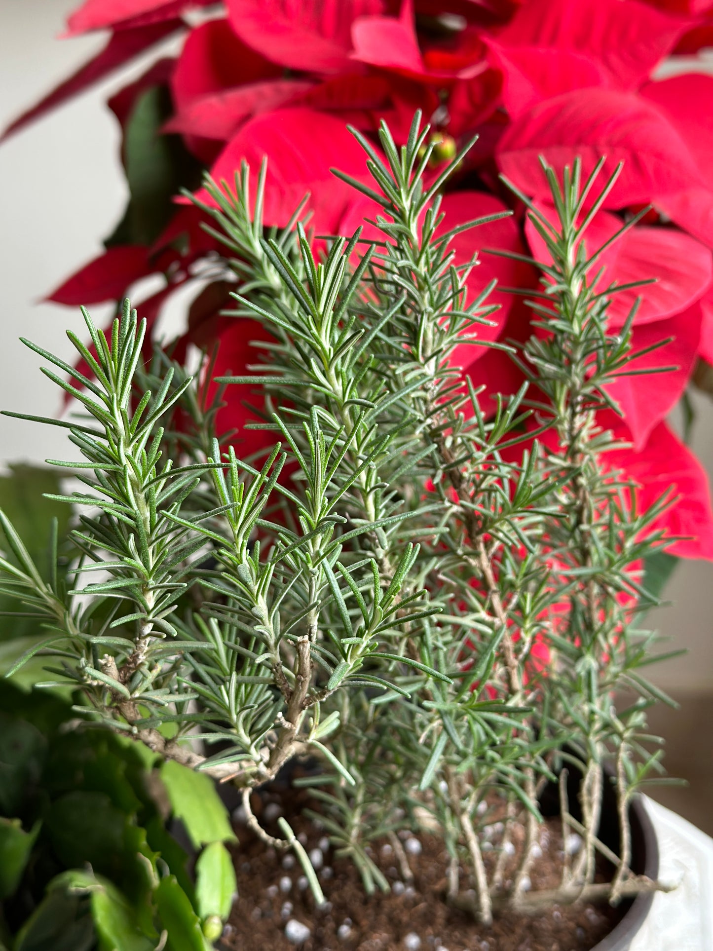 Rosemary Herb