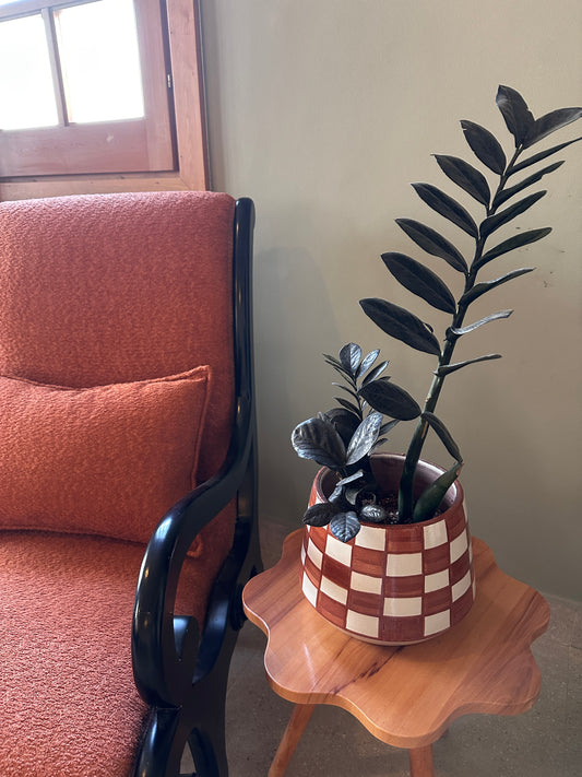 Black ZZ in Ceramic Pot