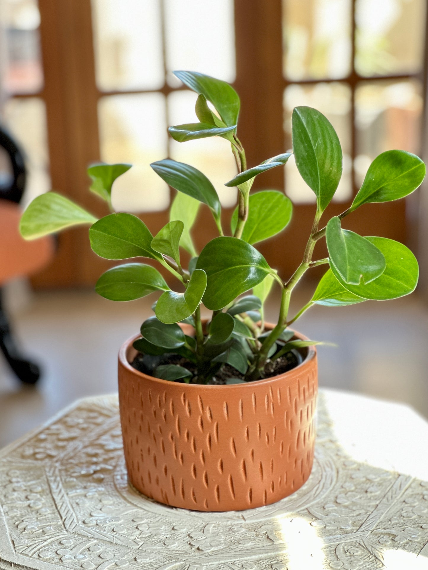 Peperomia Green in “Thut” Clay Planter