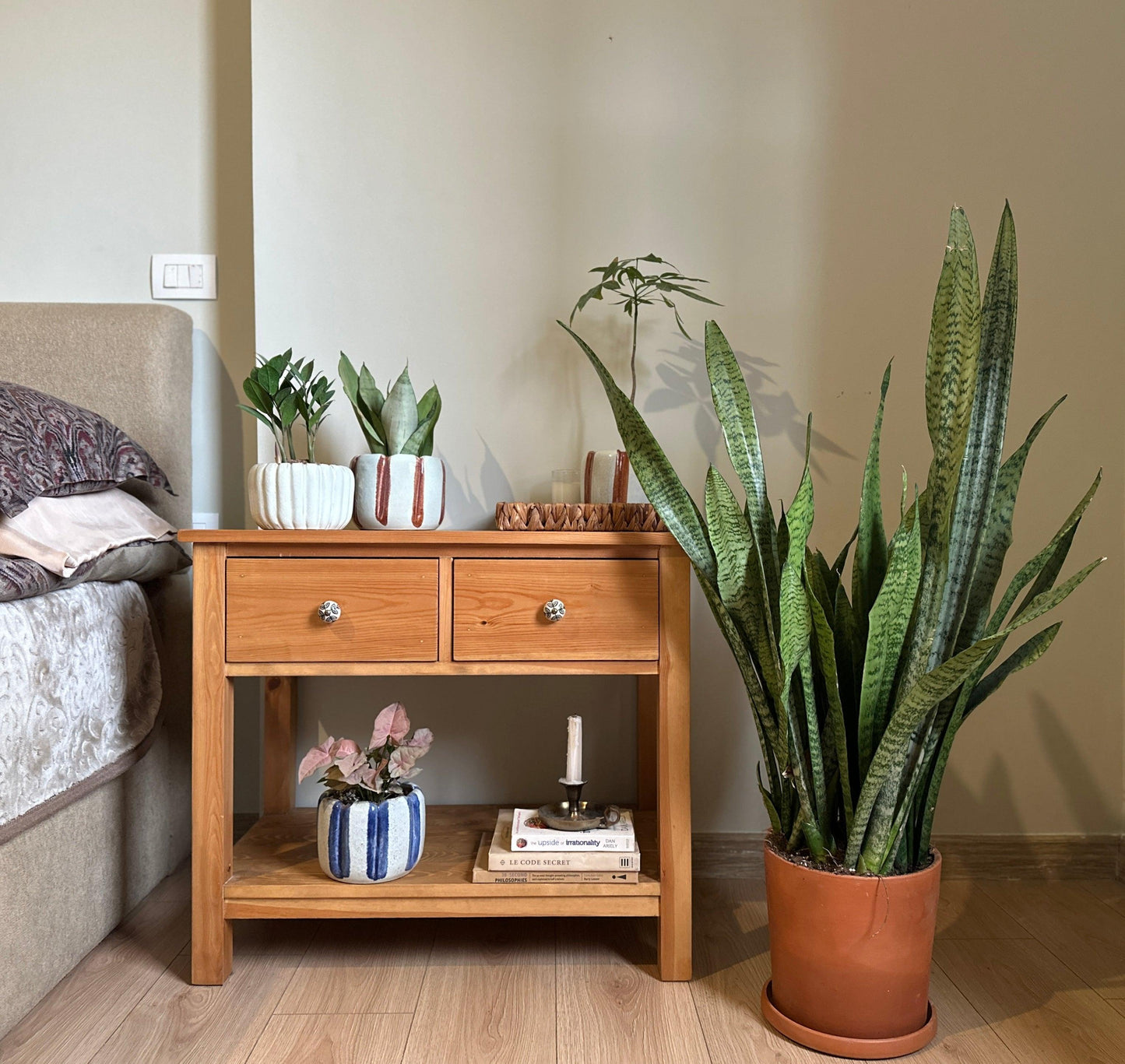 Tiger Snake Plant in Clay Pot